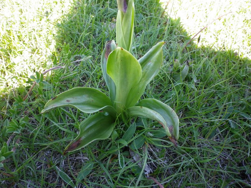 Orchidea in pieno sole - Orchis mascula